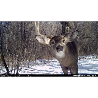 SPYPOINT CAMERA CELLULAIRE VIDEO - FLEX