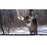 SPYPOINT CAMERA CELLULAIRE VIDEO - FLEX